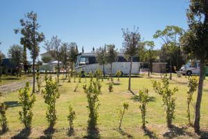 a group of trees in a field with a rv in the background at Agricampeggio Ippocampo in La Cinquantina
