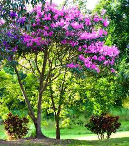 Un árbol con flores moradas en un parque en Club Med 23, en Hibberdene