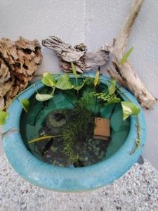 a bowl of water with plants in it at D Laman Santai 17Pax 5R4B Near TC Beach in Kuantan