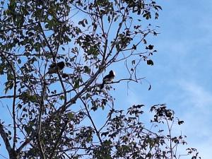 two birds perched on the branches of a tree at Phu Aunna in Ko Phayam