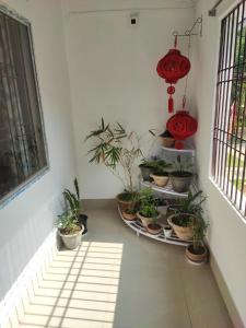 a room with a bunch of potted plants at Japanese Styled House- Greenwood Cabins Homestay in Jorhat