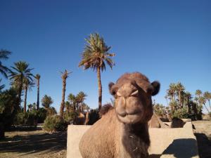Fotografie z fotogalerie ubytování Skoura Lodge v destinaci Skoura