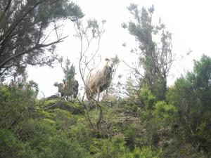 a camel standing on top of a hill with trees at Albergue Montes de Anaga in El Bailadero