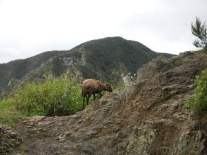 a sheep standing on the side of a mountain at Albergue Montes de Anaga in El Bailadero