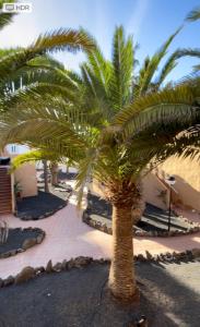 a group of palm trees on a beach at Appartement près de la plage in Corralejo