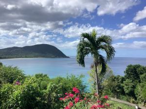 a palm tree in front of a body of water at Appartement 1 in Sainte-Rose +7 photos