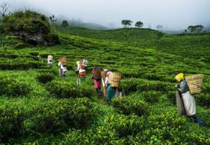 a group of people walking in a field at MOUNTAIN INN LP Homestay in Kalimpong