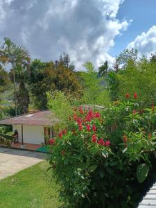 a house with a bush with flowers in front of it at Ecopolis hospedajes casa de campo tradicional in Papagalleros