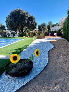 a flower pot with three sunflowers in it next to a pool at Villa La Roca con casita independiente in Guadarrama