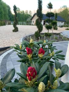 a plant with red and yellow flowers on a sidewalk at Ostoja Bachus in Sawin