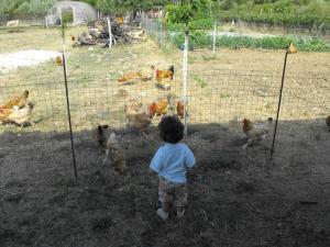 Άλλα ζώα σε αυτό το διαμέρισμα ή στη γύρω περιοχή