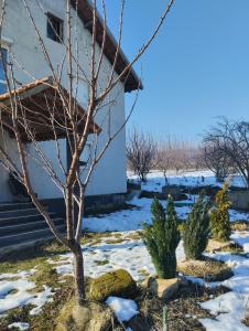 een boom in de sneeuw naast een gebouw bij Summer house Belgrade in Belgrado