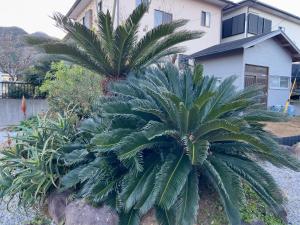 河津町ハートリサイデェンス 河津的房子前面的一棵棕榈树