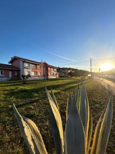 a plant in a field with the sun in the background at Apartamento de la playa VUT 7012 AS in San Juan de Nieva