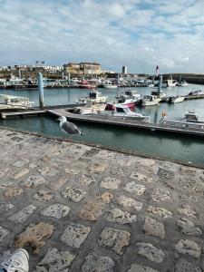 een meeuw op een stenen loopbrug bij een jachthaven bij Le clos de la Galiote in Saint-Pierre-dʼOléron