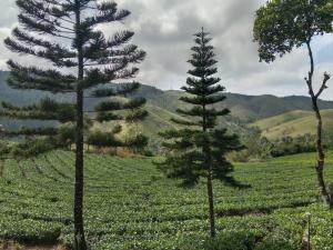 Gallery image of Pine Trees Gold in Vagamon