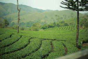 Gallery image of Pine Trees Gold in Vagamon