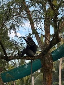 Fotografie z fotogalerie ubytování Mango Tree Villa v destinaci Unawatuna