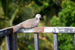 Altri animali domestici presso l'affittacamere o nei dintorni