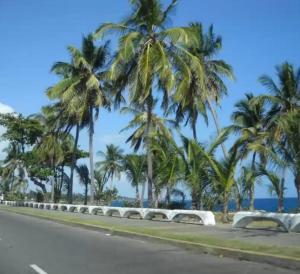 a street with palm trees on the side of the road at Comfortable apartment in Los Mameyes