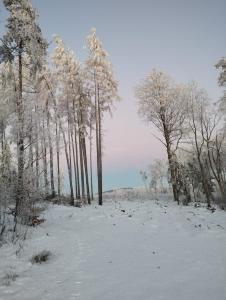 un campo ricoperto di neve con alberi sullo sfondo di Zimmerův Statek a Mikulášovice Altre 22 foto