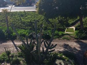 a cactus in the middle of a garden at Casa Juanlu in Málaga +1 photo