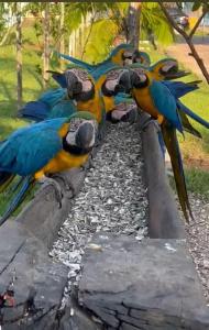 Gallery image of Pousada Canto Dos Pássaros Araras Canindé in Alto Paraíso de Goiás +30 photos