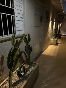 a cactus in a planter next to a door at POUSADA BRAGANTINA Economic in Bragança Paulista