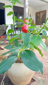 Giardino di Leaf Dew Resort