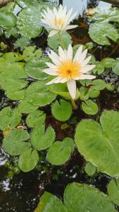 Giardino di Leaf Dew Resort