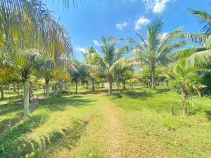 un camino de tierra en un campo con palmeras en Tranquil Retreat, en Māmandūr