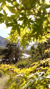 a view through the leaves of a tree at Cabaña en la naturaleza Futrono in Ranco