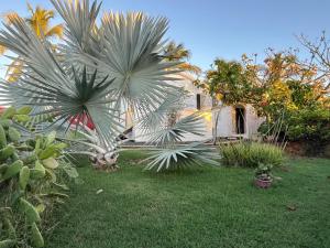 een palmboom in de tuin van een huis bij LES BUNGALOWS DE LOUISIANE in Saint-François