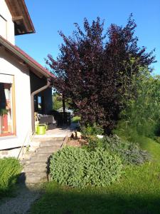 Zahrada ubytování Ferienwohnung Apfelgarten