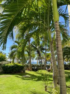 un grupo de palmeras en un parque en Gran Apartamento frente al mar, en La Francia
