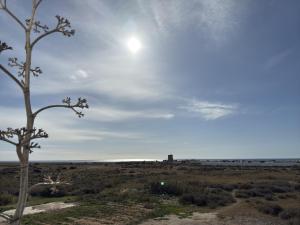 a tree in a field with the sun in the sky at Apartamento La Gata del Cabo in El Cabo de Gata