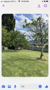 a screenshot of a picture of a tree in a field at Modern and spacious 1 bedroom holiday home in Whangarei