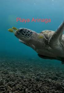Foto dalla galleria di Seaview Faro Arinaga a Arinaga