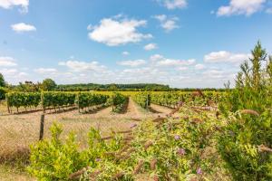 un campo di viti con un cielo azzurro di Charming countryside retreat a Macqueville