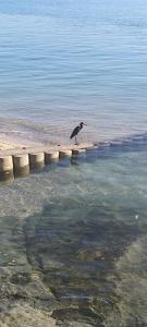 Billede fra billedgalleriet på Pousada Diluis i Salvador