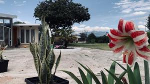 Giardino di Apricot Hotel