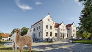 dwa lamy stojące przed dużym domem w obiekcie Palac Mortegi Hotel & SPA- Restauracja Szlachecka, SPA, Basen, Sauny, Jazda Konna, Mini Zoo- Luksus, Relaks i Przyroda w jednym! w mieście Lubawa