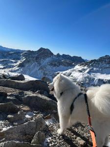Κατοικίδιο ή κατοικίδια επισκεπτών που μένουν στο Tiny House Waldschmied 2