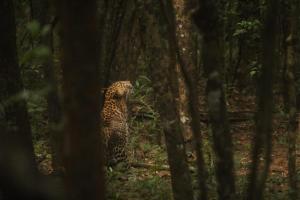 Foto dalla galleria di Wilpattu Mookalan Resort a Habawewa