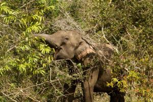 Altri animali domestici presso l'affittacamere o nei dintorni