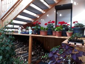 Zahrada ubytování Apartchalet Sisi- including Saalfelden Leogang Card