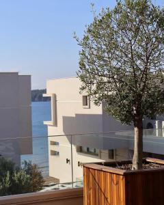 a tree in a planter next to a building at Olive Villas Beach Hotel in Sozopol