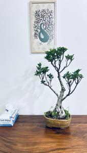 Φωτογραφία από το άλμπουμ του The Green Home with Mountain View on the way KK-TVM Highway σε Padmanābhapuram