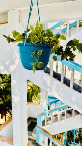 阿姆波尔Viik wellness inn -3 Star Resort in Arambol Beach的相册照片