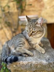 Φωτογραφία από το άλμπουμ του La Vignedard avec Sauna privé au coeur des vignes σε Pommard